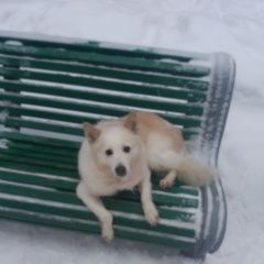 Подробнее об объявлении «Пропала собака Санкт-Петербург» Фото: пропала собака  «Пропала собака Санкт-Петербург» в г. Санкт-Петербург