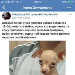 Подробнее об объявлении «Пропала собака Домодедово» Фото: пропала собака Той-терьер «Пропала собака Домодедово» в г. Домодедово