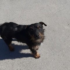 Подробнее об объявлении «Покровское Ростовская обл. Пропала собака кобель немецкий ягдтерьер» Фото: пропала собака Немецкий охотничий терьер «Покровское Ростовская обл. Пропала собака...» в г. Покровское Ростовская обл.