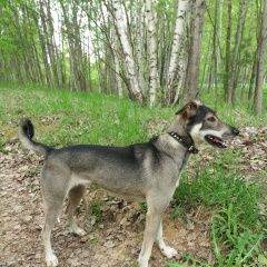 Подробнее об объявлении «Подольск Пропала собака» Фото: пропала собака  «Подольск Пропала собака» в г. Подольск