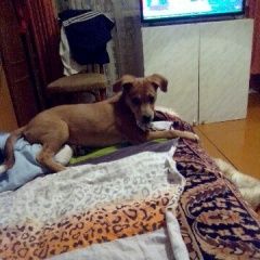 Подробнее об объявлении «Пропала собака Кострома» Фото: пропала собака  «Пропала собака Кострома» в г. Кострома