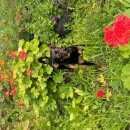 Подробнее об объявлении «Омск Пропала собака» Фото: пропала собака Карликовый пинчер «Омск Пропала собака» в г. Омск