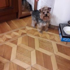 Подробнее об объявлении «Пропала собака кобель ищем потерявшегося друга Ростов-на-Дону» Фото: пропала собака Йоркширский терьер «Пропала собака кобель ищем потерявшегося друга...» в г. Ростов-на-Дону