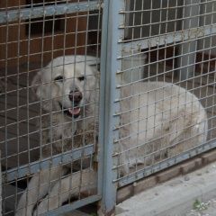 Подробнее об объявлении «Таганрог Пропала собака» Фото: пропала собака Кавказская овчарка «Таганрог Пропала собака» в г. Таганрог