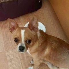 Подробнее об объявлении «Пропала собака кобель срочно щенок Москва» Фото: пропала собака Чихуахуа «Пропала собака кобель срочно щенок Москва» в г. Москва