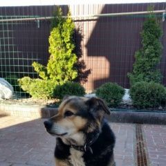 Подробнее об объявлении «Пропала собака кобель помогите найти пса  Самара» Фото: пропала собака  «Пропала собака кобель помогите найти пса  Самара» в г. Самара