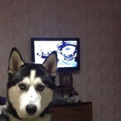 Подробнее об объявлении «Пропала собака кобель хаска Сочи» Фото: пропала собака Сибирская хаски «Пропала собака кобель хаска Сочи» в г. Сочи