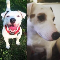 Подробнее об объявлении «Пропала собака Самара» Фото: пропала собака Джек рассел терьер «Пропала собака Самара» в г. Самара