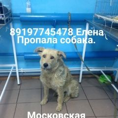 Подробнее об объявлении «Пропала собака Пушкино» Фото: пропала собака  «Пропала собака Пушкино» в г. Пушкино