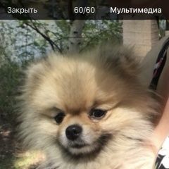 Подробнее об объявлении «Чита Пропала собака кобель шпиц» Фото: пропала собака Померанский шпиц «Чита Пропала собака кобель шпиц» в г. Чита