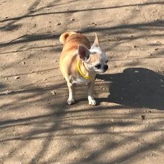 Подробнее об объявлении «Пропала собака Королев» Фото: пропала собака Чихуахуа «Пропала собака Королев» в г. Королев