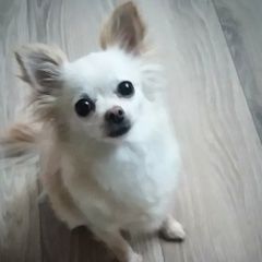 Подробнее об объявлении «Анапа Пропала собака» Фото: пропала собака  «Анапа Пропала собака» в г. Анапа