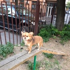 Подробнее об объявлении «Пропала собака лестева ул. чихуахуа Москва» Фото: пропала собака Чихуахуа «Пропала собака лестева ул. чихуахуа Москва» в г. Москва