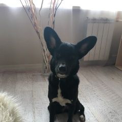 Подробнее об объявлении «Пропала собака кличка валя  Ангарск» Фото: пропала собака  «Пропала собака кличка валя  Ангарск» в г. Ангарск