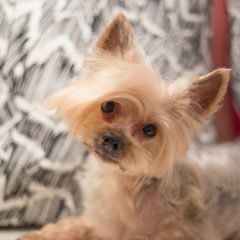 Подробнее об объявлении «Пропала собака Ангарск» Фото: пропала собака Йоркширский терьер «Пропала собака Ангарск» в г. Ангарск