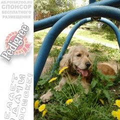 Подробнее об объявлении «Нарофоминск Пропала собака кобель английский кокер-спаниель» Фото: пропала собака Английский кокер-спаниель «Нарофоминск Пропала собака кобель английский...» в г. Нарофоминск