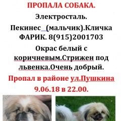 Подробнее об объявлении «Пропала собака кобель Электросталь» Фото: пропала собака Пекинес «Пропала собака кобель Электросталь» в г. Электросталь