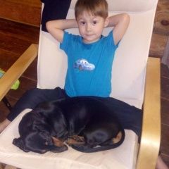 Подробнее об объявлении «Чебоксары Пропала собака» Фото: пропала собака Такса «Чебоксары Пропала собака» в г. Чебоксары