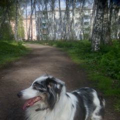 Подробнее об объявлении «Пропала собака Кемерово» Фото: пропала собака Шелти «Пропала собака Кемерово» в г. Кемерово