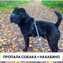 Подробнее об объявлении «Нахабино Пропала собака кобель черный шарпей багги» Фото: пропала собака Шар-пей «Нахабино Пропала собака кобель черный шарпей багги» в г. Нахабино