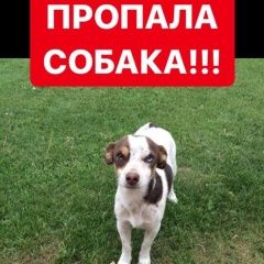 Подробнее об объявлении «Тольятти Пропала собака кобель» Фото: пропала собака Джек рассел терьер «Тольятти Пропала собака кобель» в г. Тольятти