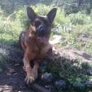 Подробнее об объявлении «Челябинск Пропала собака кобель немецкая овчарка» Фото: пропала собака Немецкая овчарка «Челябинск Пропала собака кобель немецкая овчарка» в г. Челябинск