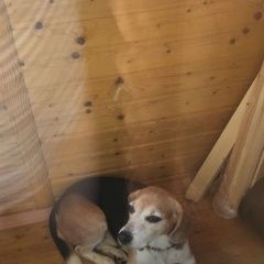 Подробнее об объявлении «Пропала собака кобель Дмитров» Фото: пропала собака Бигль «Пропала собака кобель Дмитров» в г. Дмитров