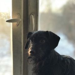 Подробнее об объявлении «Пропала собака кобель срочно Санкт-Петербург» Фото: пропала собака  «Пропала собака кобель срочно Санкт-Петербург» в г. Санкт-Петербург