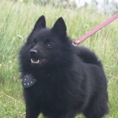 Подробнее об объявлении «Челябинск Пропала собака кобель дер. шимаковка сосновский район» Фото: пропала собака  «Челябинск Пропала собака кобель дер. шимаковка...» в г. Челябинск