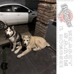 Подробнее об объявлении «Пропала собака кобель Ростов-на-Дону» Фото: пропала собака Сибирская хаски «Пропала собака кобель Ростов-на-Дону» в г. Ростов-на-Дону