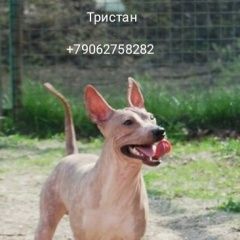 Подробнее об объявлении «Пропала собака кобель  Москва» Фото: пропала собака  «Пропала собака кобель  Москва» в г. Москва