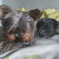 Подробнее об объявлении «Пропала собака кобель Смоленск» Фото: пропала собака Йоркширский терьер «Пропала собака кобель Смоленск» в г. Смоленск