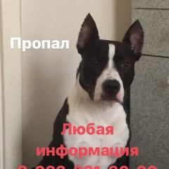 Подробнее об объявлении «Красноярск Пропала собака кобель стафф» Фото: пропала собака Американский стаффордширский терьер «Красноярск Пропала собака кобель стафф» в г. Красноярск
