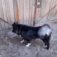 Подробнее об объявлении «Пропала собака кобель срочно    Рига Латвия» Фото: пропала собака  «Пропала собака кобель срочно    Рига Латвия» в г. Рига Латвия