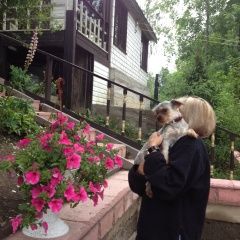 Подробнее об объявлении «Пропала собака кобель Санкт-Петербург» Фото: пропала собака Йоркширский терьер «Пропала собака кобель Санкт-Петербург» в г. Санкт-Петербург