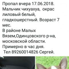 Подробнее об объявлении «Пропала собака кобель щенок чихуахуа около малые вязёмы Голицыно (Московская обл.)» Фото: пропала собака Чихуахуа «Пропала собака кобель щенок чихуахуа около...» в г. Голицыно (Московская обл.)