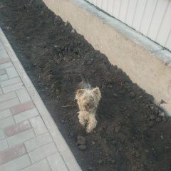 Подробнее об объявлении «Шебекино Пропала собака кобель» Фото: пропала собака Йоркширский терьер «Шебекино Пропала собака кобель» в г. Шебекино