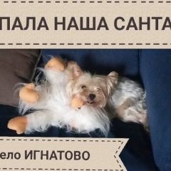 Подробнее об объявлении «Икша Пропала собака 16.06.2018 йорк» Фото: пропала собака Йоркширский терьер «Икша Пропала собака 16.06.2018 йорк» в г. Икша