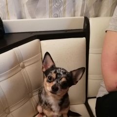 Подробнее об объявлении «Пропала собака кобель Санкт-Петербург» Фото: пропала собака Чихуахуа «Пропала собака кобель Санкт-Петербург» в г. Санкт-Петербург