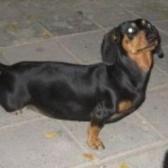 Подробнее об объявлении «Анапа Пропала собака» Фото: пропала собака Такса «Анапа Пропала собака» в г. Анапа