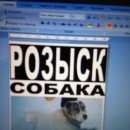 Подробнее об объявлении «Пропала собака алабай сучка Видное» Фото: пропала собака Среднеазиатская овчарка «Пропала собака алабай сучка Видное» в г. Видное
