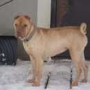 Подробнее об объявлении «Пропала собака шарпей Звенигород» Фото: пропала собака Шар-пей «Пропала собака шарпей Звенигород» в г. Звенигород