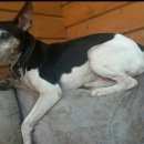 Подробнее об объявлении «Пропала собака кобель джек-рассел терьер Звенигород» Фото: пропала собака Джек рассел терьер «Пропала собака кобель джек-рассел терьер...» в г. Звенигород