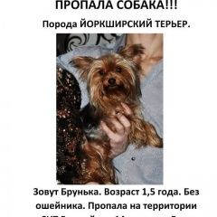 Подробнее об объявлении «Нижний Новгород Пропала собака йоркширский терьер» Фото: пропала собака Йоркширский терьер «Нижний Новгород Пропала собака йоркширский терьер» в г. Нижний Новгород