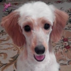 Подробнее об объявлении «Пропала собака щенок 6 месяцев Кемерово» Фото: пропала собака  «Пропала собака щенок 6 месяцев Кемерово» в г. Кемерово