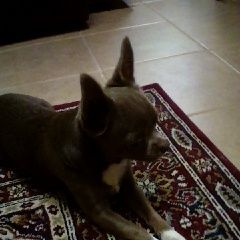 Подробнее об объявлении «Пропала собака кобель породы чихуахуа Анапа» Фото: пропала собака Чихуахуа «Пропала собака кобель породы чихуахуа Анапа» в г. Анапа