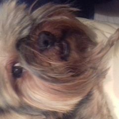 Подробнее об объявлении «Пропала собака Орехово-Зуево» Фото: пропала собака Йоркширский терьер «Пропала собака Орехово-Зуево» в г. Орехово-Зуево