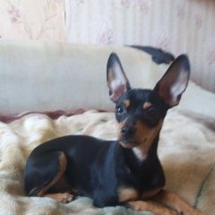 Подробнее об объявлении «Пропала собака кобель Горячий Ключ» Фото: пропала собака Той-терьер «Пропала собака кобель Горячий Ключ» в г. Горячий Ключ