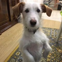 Подробнее об объявлении «Пропала собака кобель Мариинск» Фото: пропала собака  «Пропала собака кобель Мариинск» в г. Мариинск