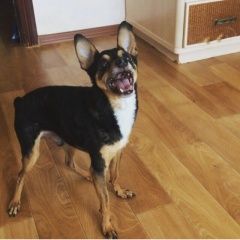 Подробнее об объявлении «Пропала собака кобель Нижневартовск» Фото: пропала собака Русский той-терьер «Пропала собака кобель Нижневартовск» в г. Нижневартовск